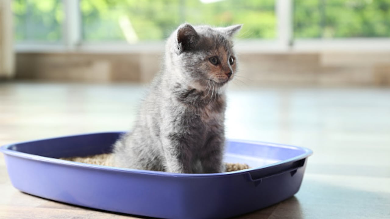 Los gatos son considerados como unos de los animales más limpios.