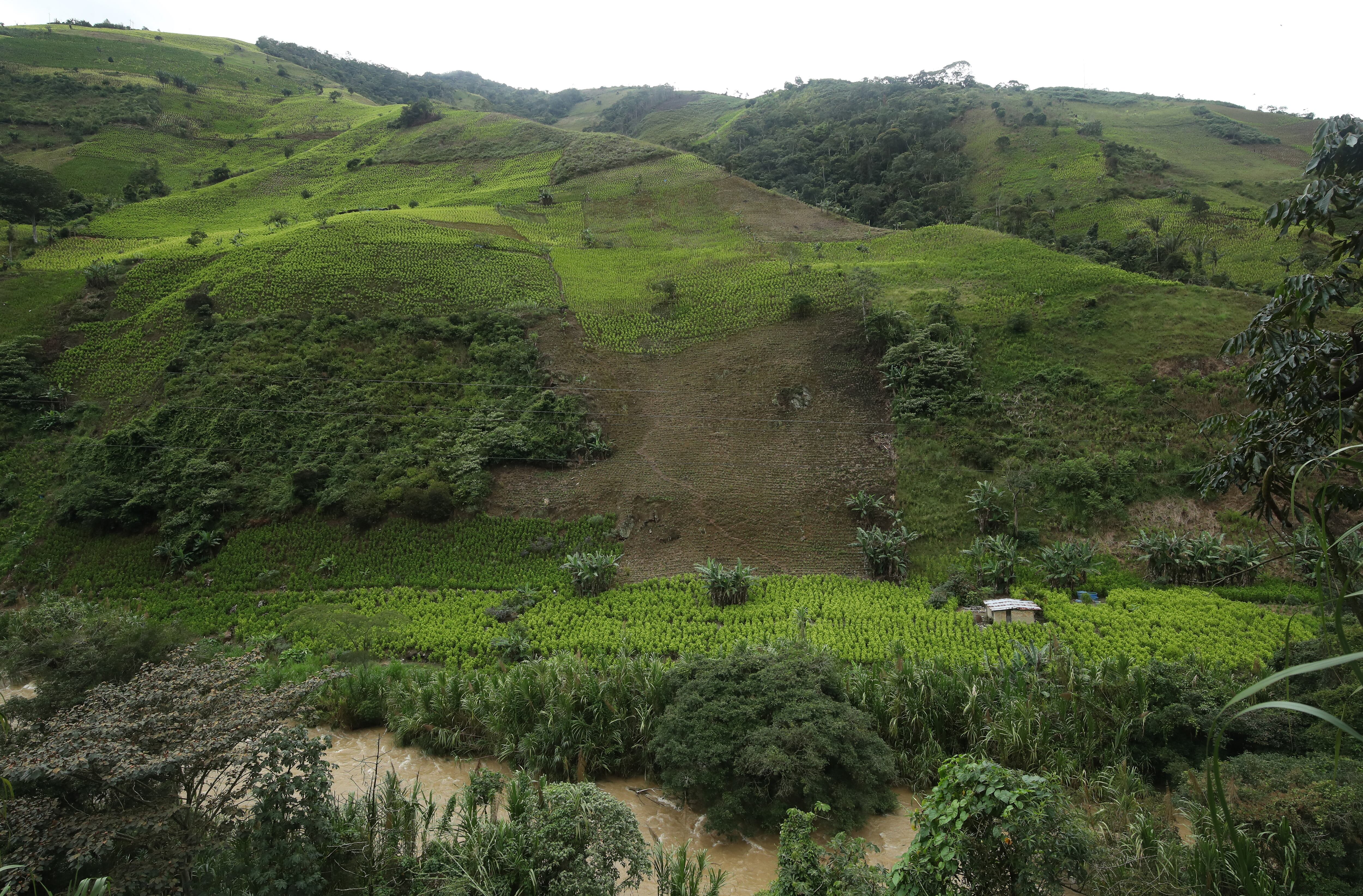 Coca y elefante banco