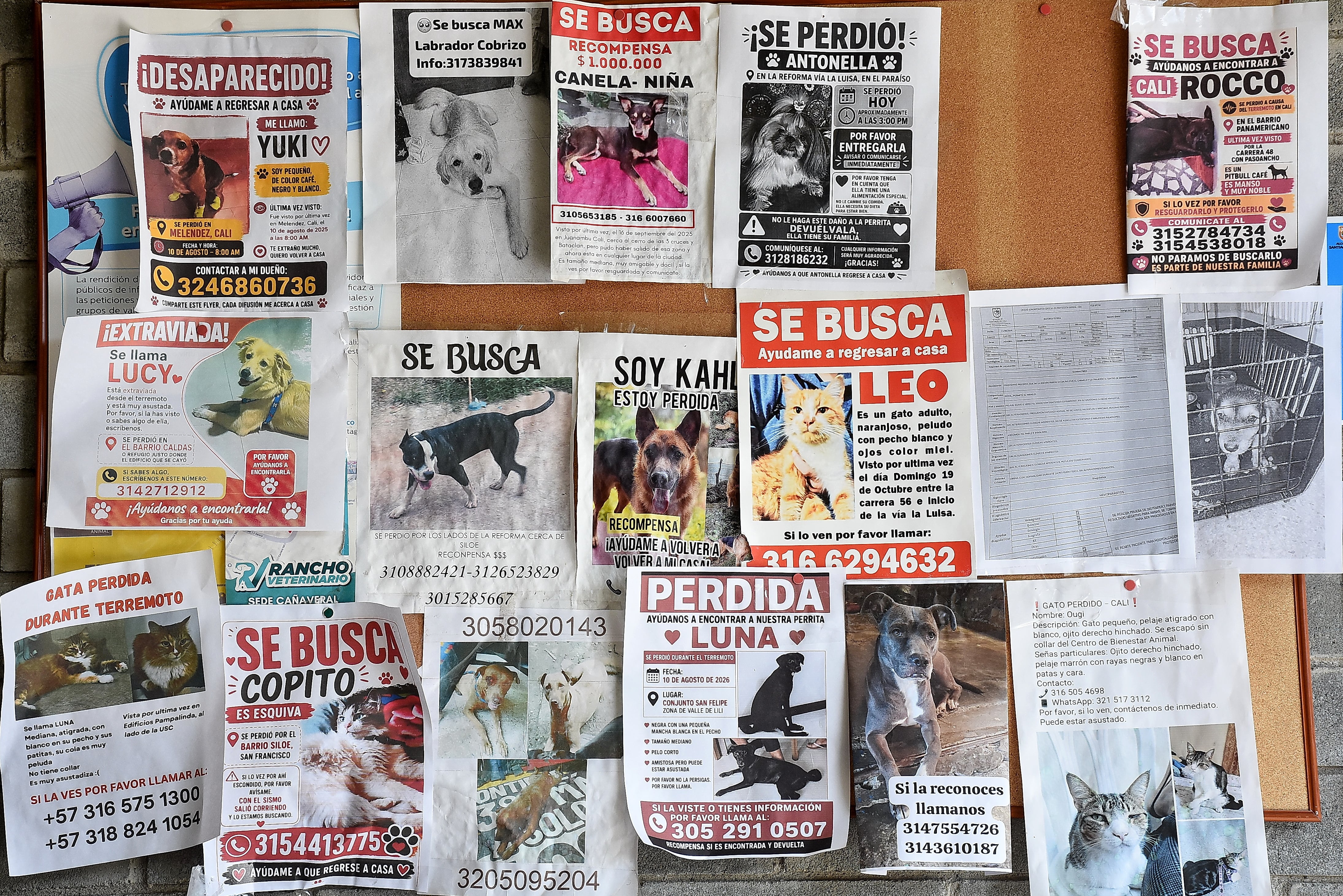 Mascotas Afectadas por Terremoto Centro de Bienestar Animal