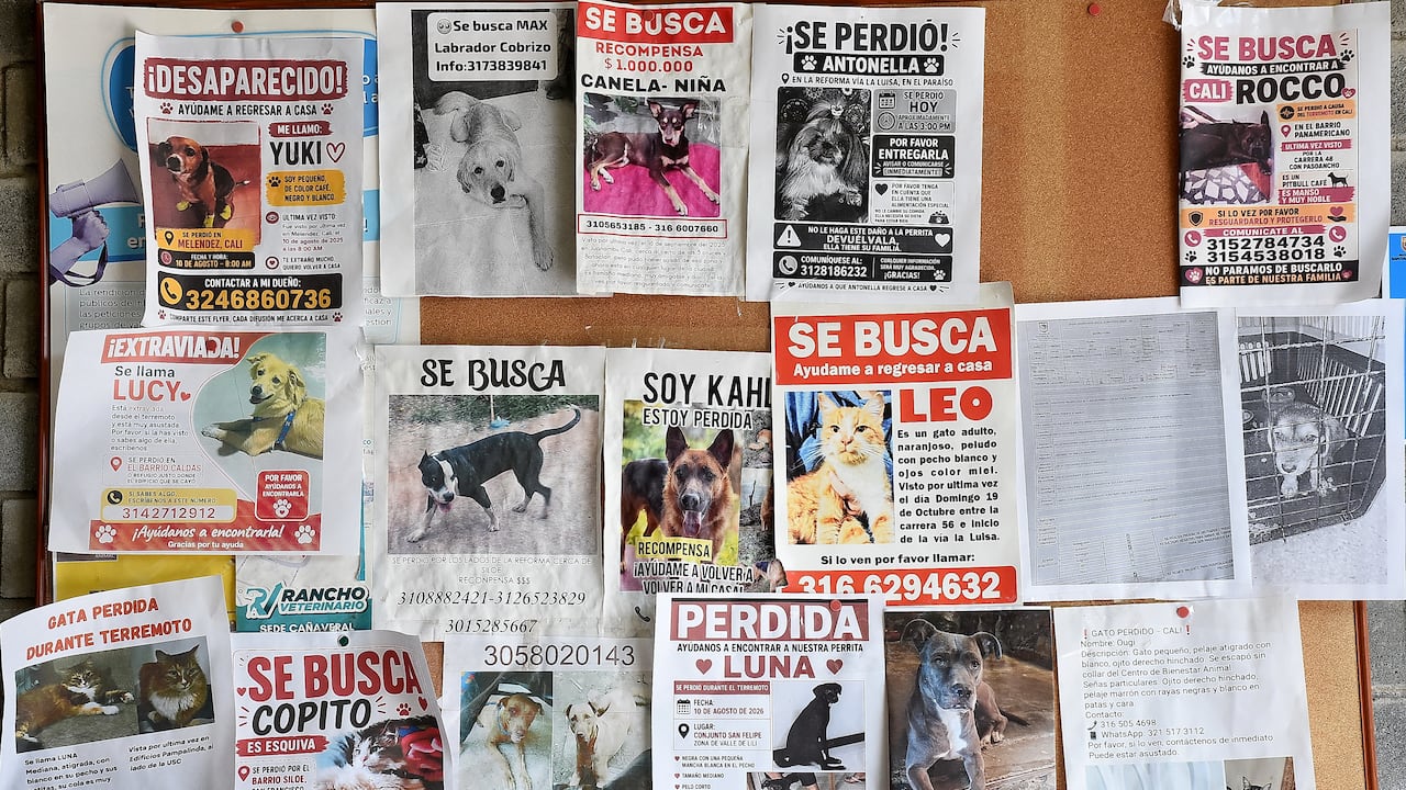 Algunas mascotas afectadas por el terremoto se encuentran en centros de bienestar animal.