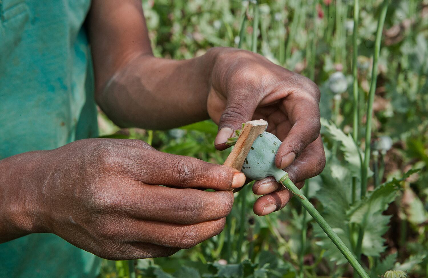 Los niños del opio / Cristopher Rogel Blanquet Chávez (México)