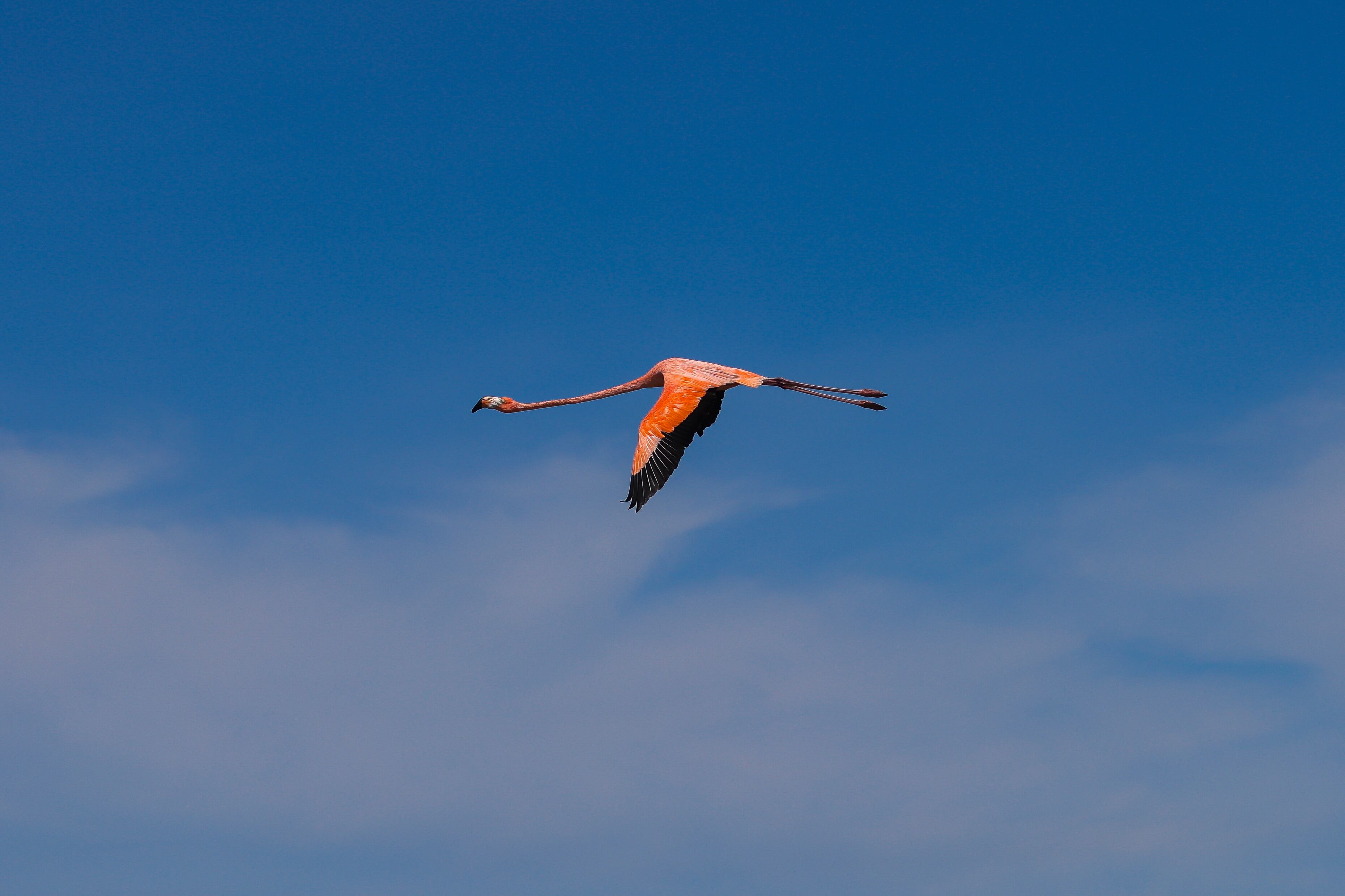 En Camarones, La Guajira, es posible ver de cerca miles de flamencos.