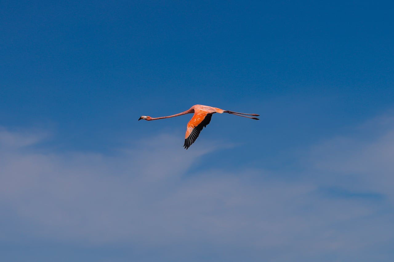 En Camarones, La Guajira, es posible ver de cerca miles de flamencos.