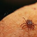 Las garrapatas son enemigos silenciosos que, de no retirarse a tiempo, pueden ser muy perjudiciales para la salud.