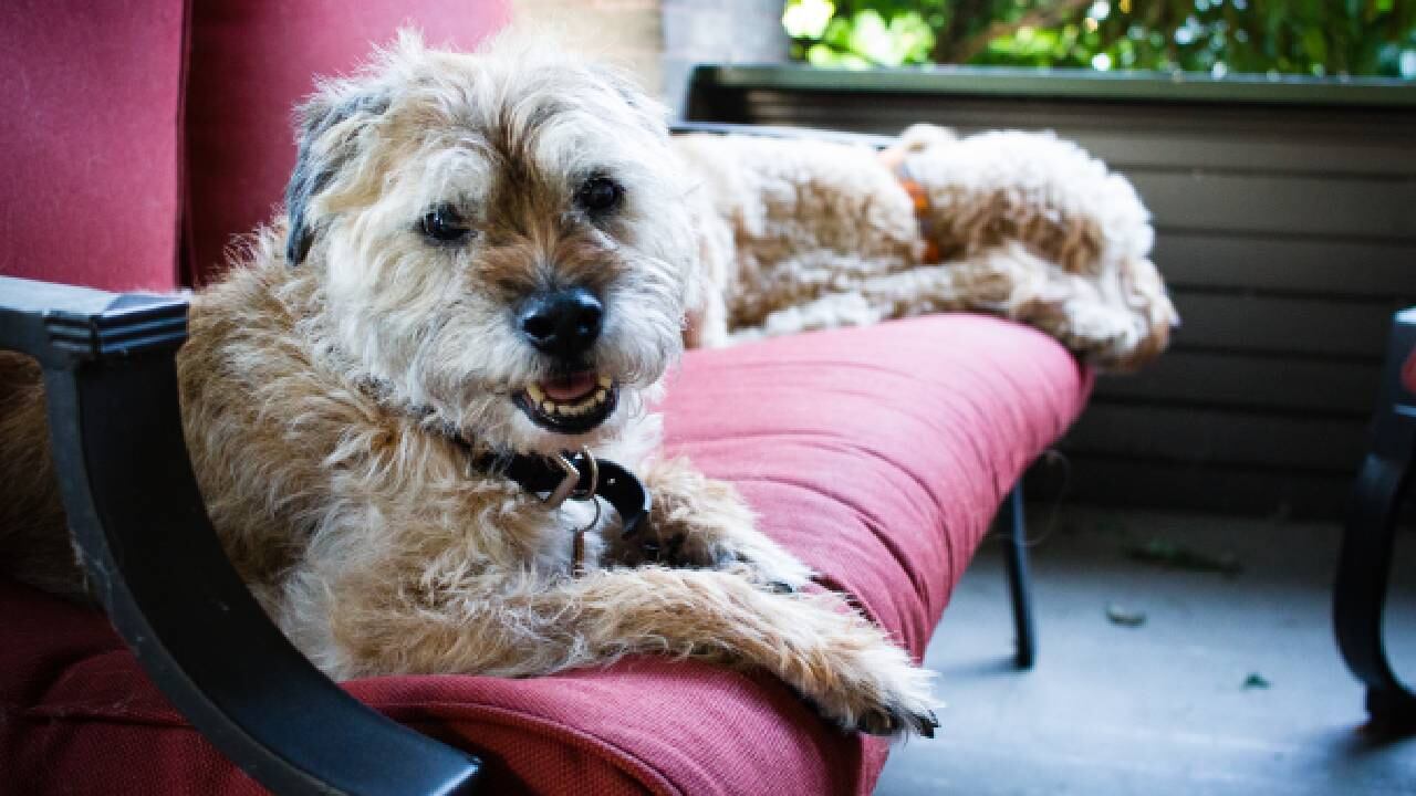 El animal finalmente regresó con sus dueños (imagen de referencia, no alude al caso en mención).