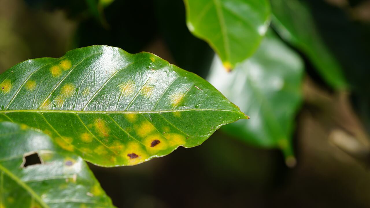 Hongos en las plantas