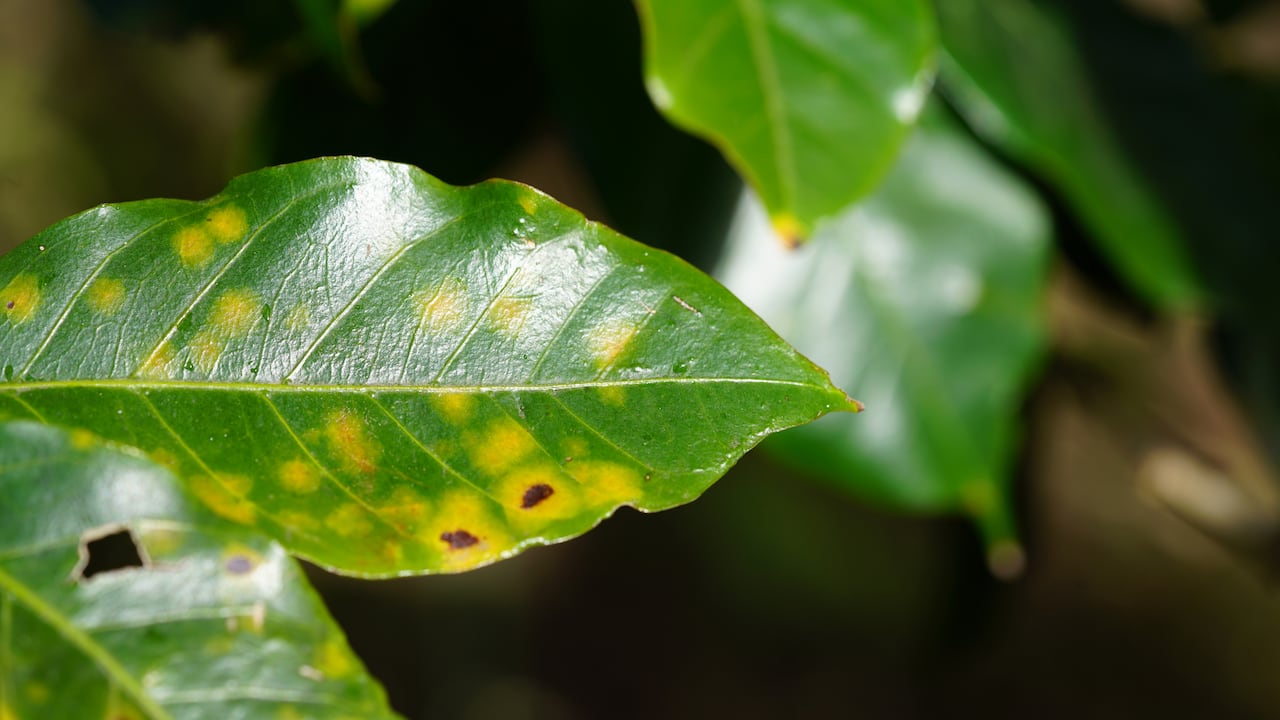 Los hongos pueden afectar significativamente el desarrollo de las plantas.
