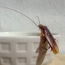 Las cucarachas voladoras van más allá de la suciedad en la cocina.