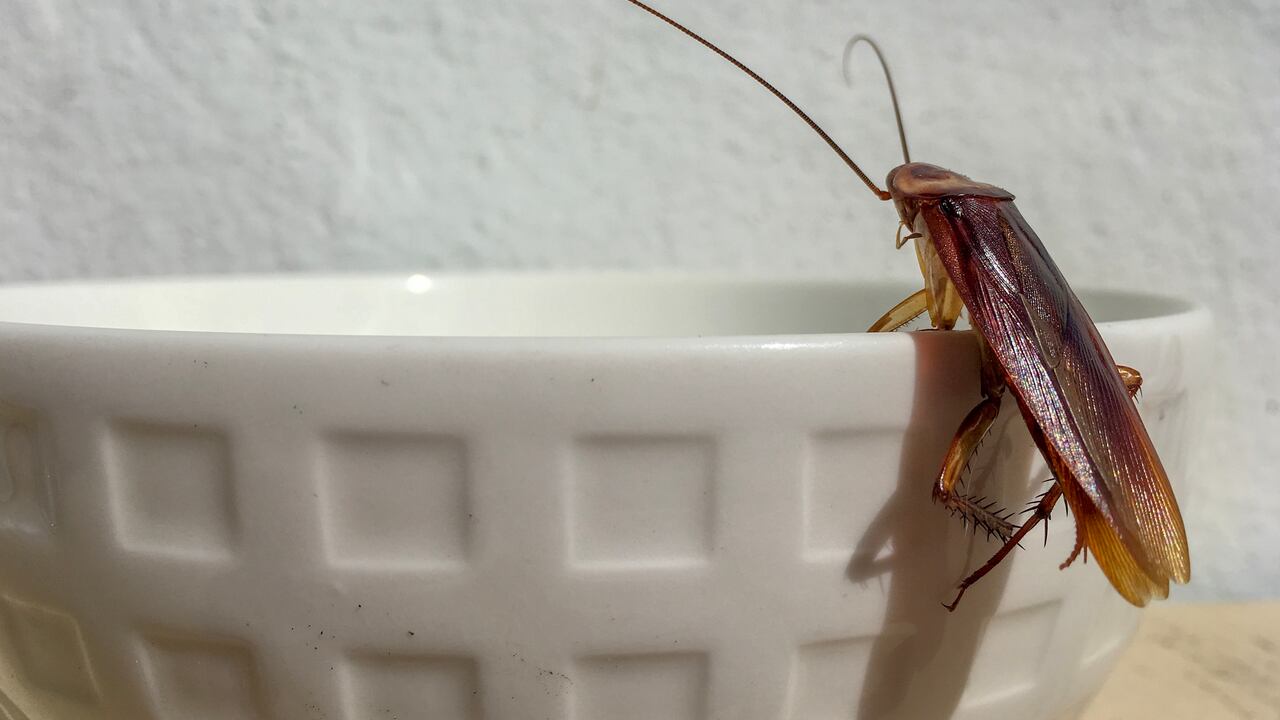 Ciertos sonidos ahuyentan a las cucarachas. (Imagen de referencia)