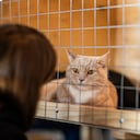 Adoptar gatos