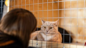 Adoptar gatos