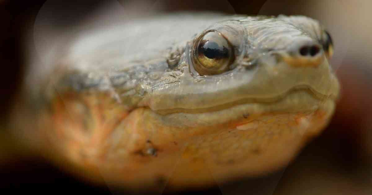 La carrachina es una de las cuatro tortugas endémicas de Colombia.