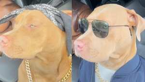 Su dueño suele caracterizarla para cada video de TikTok.