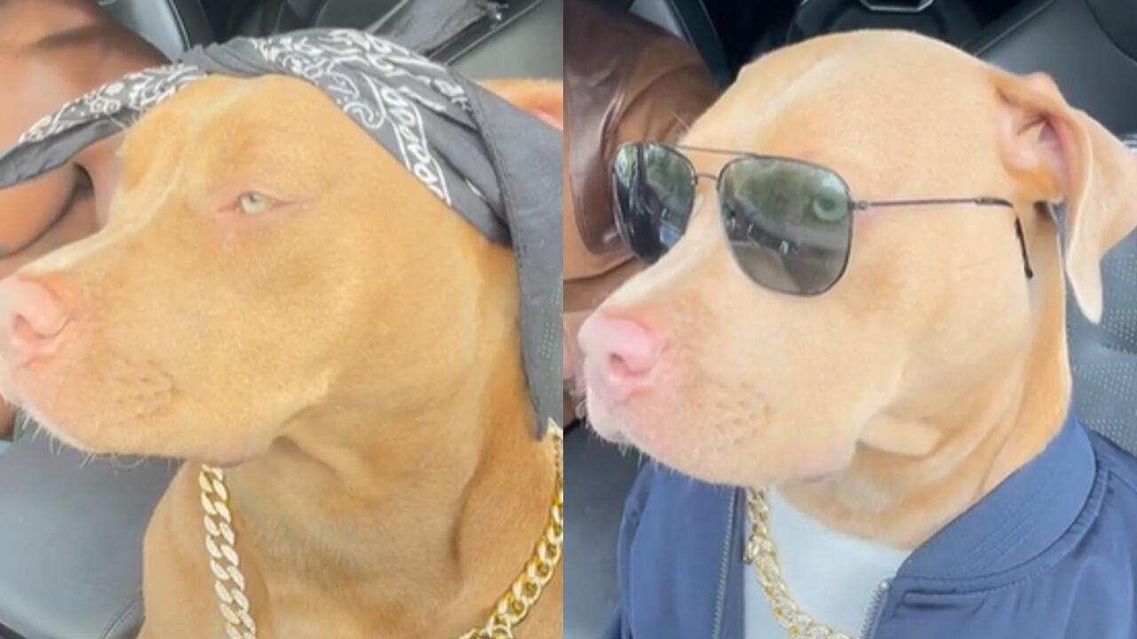 Su dueño suele caracterizarla para cada video de TikTok.