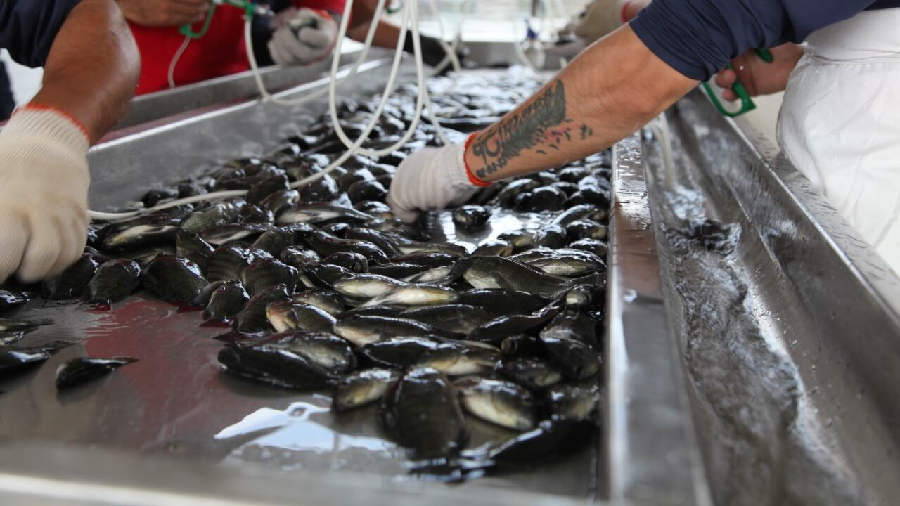 Consumo de pescado en Semana Santa