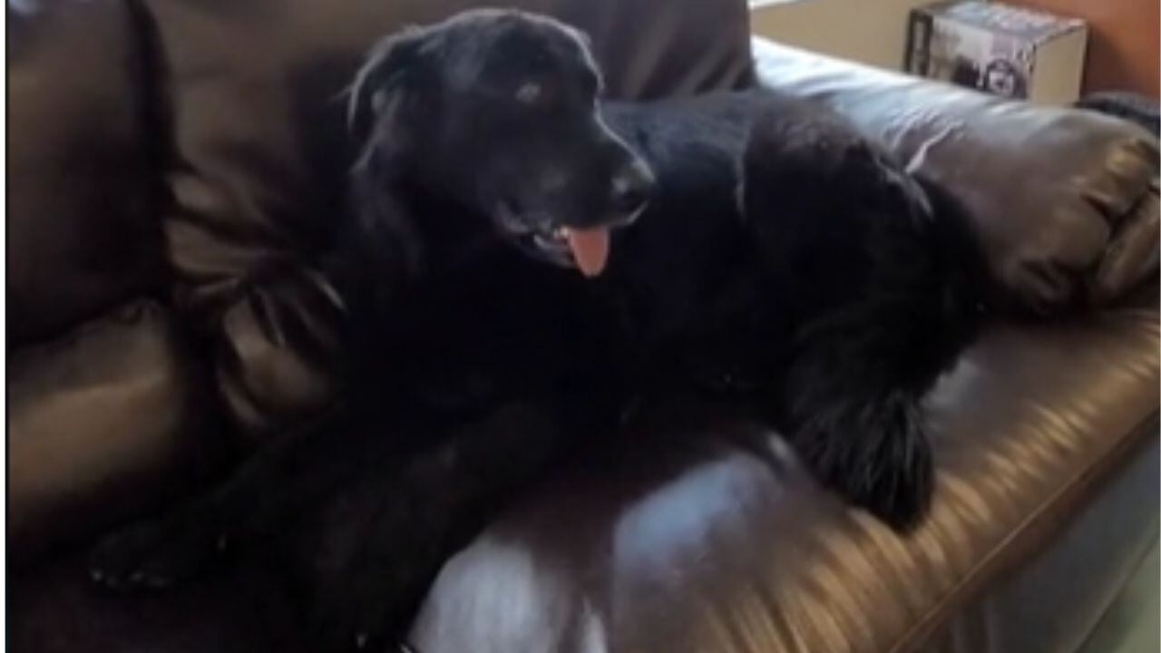 Tony Camacho fue abandonado en julio de 2022 en el estadio 'El Campín'.