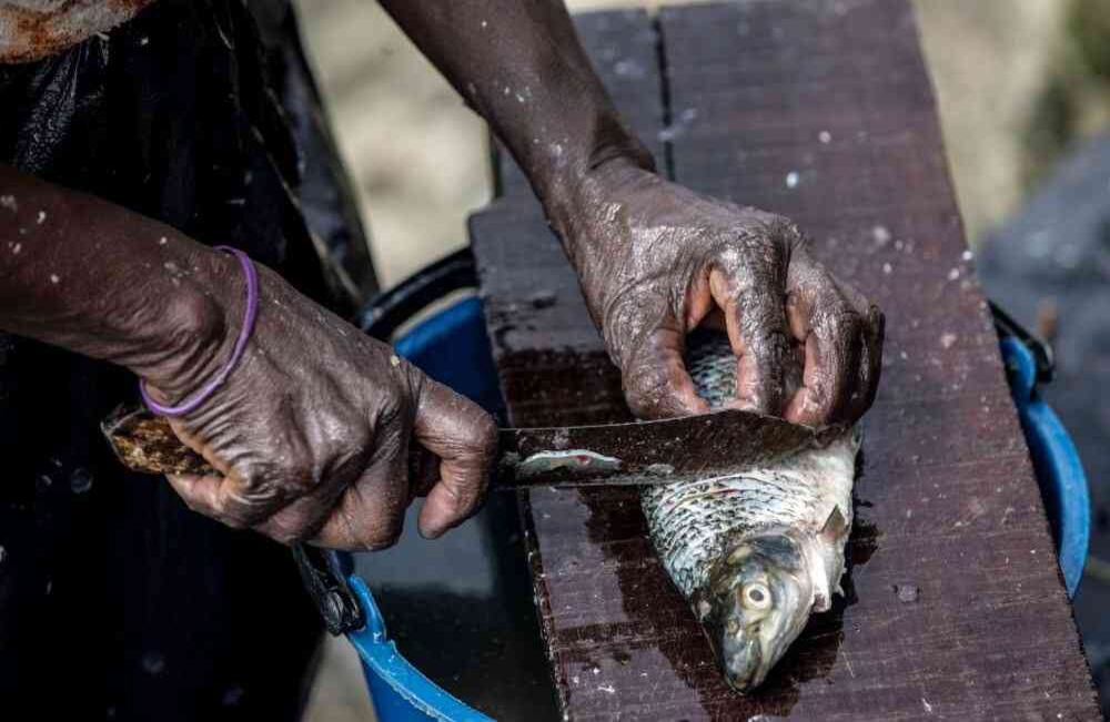 Una mujeer corta un bocachico  el jueves 17 de noviembre de 2016 en Quibdó, Chocó, durante el II Festival Detonante. Foto: Carlos Julio Martínez / SEMANA