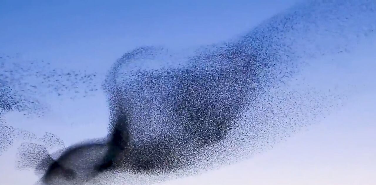 Imagen de la videoinstalación "Arabidopsis Thaliana" de Ilona Jurkonytė y Santiago Reyes. Cortesía del MAMBO