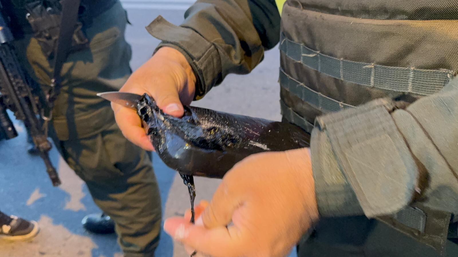 Resultados del programa Pumas en Palmira