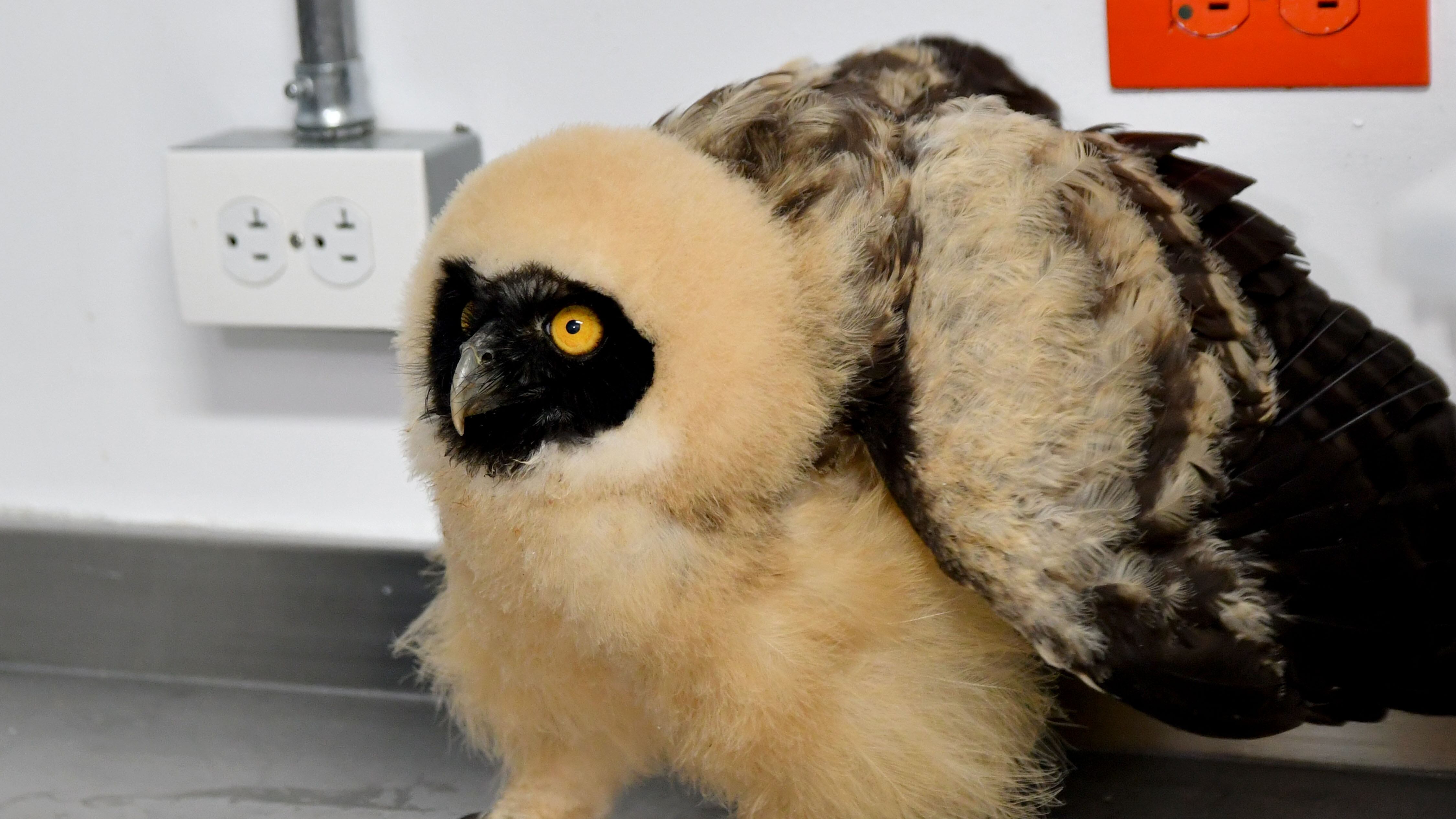 Rescataron a búho bebé de especie poco común en Cali; esto dicen las autoridades ambientales.