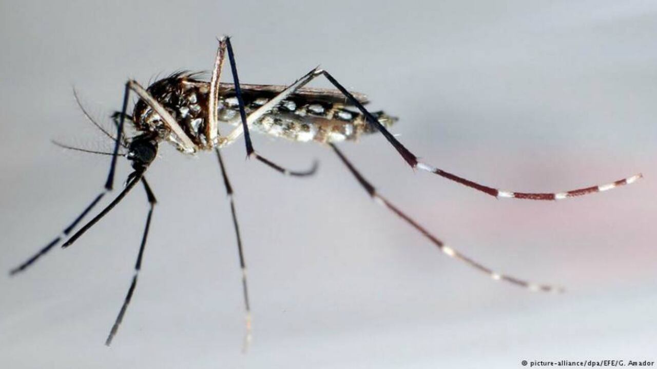 Los pájaros ingieren microplástico a través de mosquitos, según estudio. Foto: EFE/G. Amador vía DW