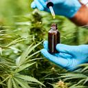 El cannabis medicinal se ha empezado a usar para tratar el dolor en pacientes de enfermedades terminales y crónicas.