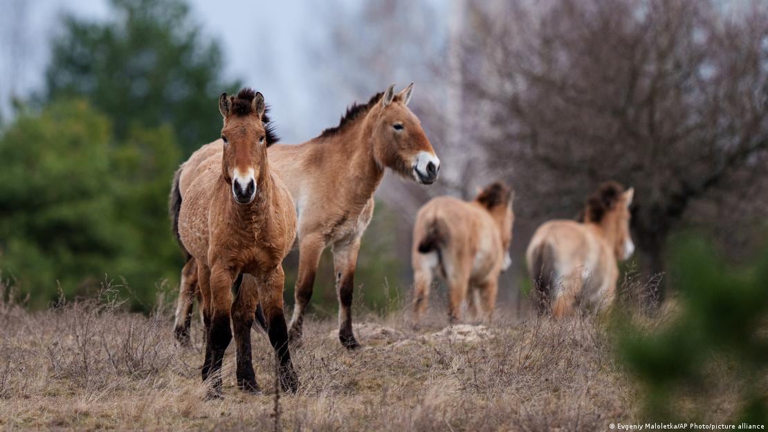 Caballos de Przewalski pastando libremente en el interior de la zona de exclusión de Chernóbil.