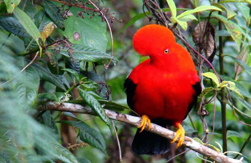 Gallito de Roca. Foto: Carlos Mario Wagner