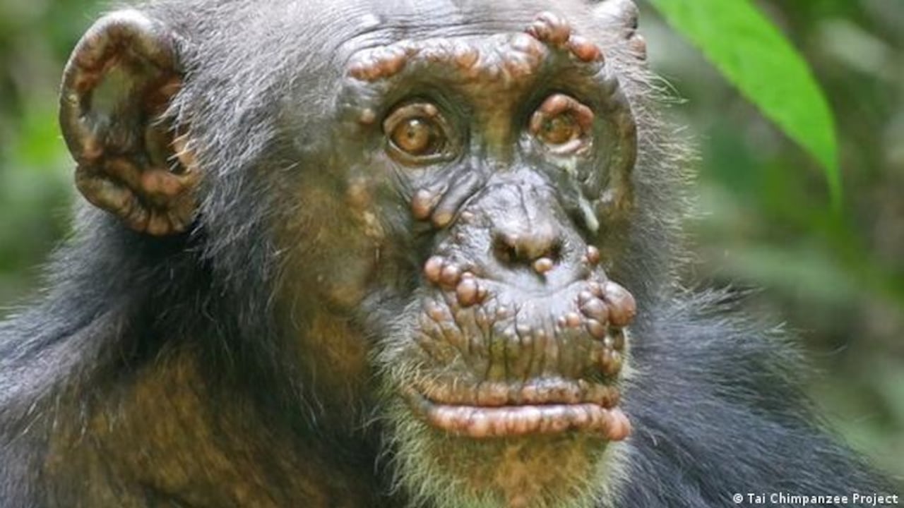 Animales África
