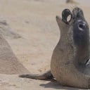 La contaminación de plástico pone en peligro a los animales marinos como esta foca monje joven, que puede quedarse atrapada o ingerir basura. Foto de: The Ocean Cleanup/Matthew Chauvin.