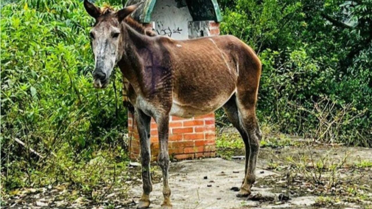 Estos equinos habían sido encontrados en condiciones preocupantes hace un mes y su carne iba a ser comercializada.