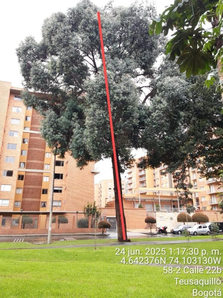 Árboles en riesgo de caída en Ciudad Salitre.