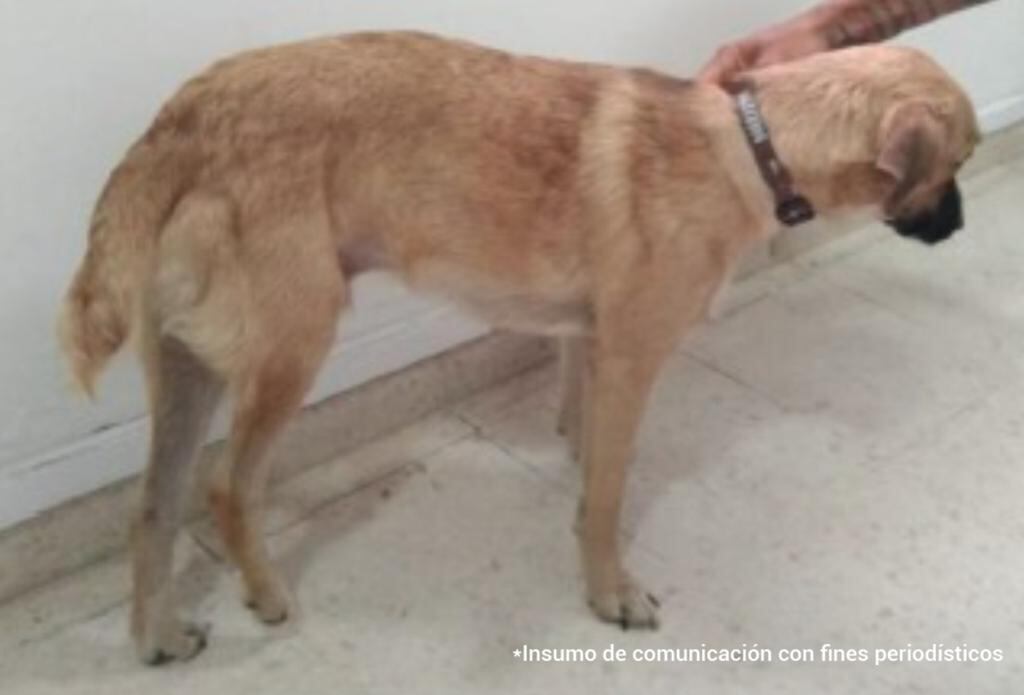 Un hombre le habría causado una herida grave a este perro en Tolima.