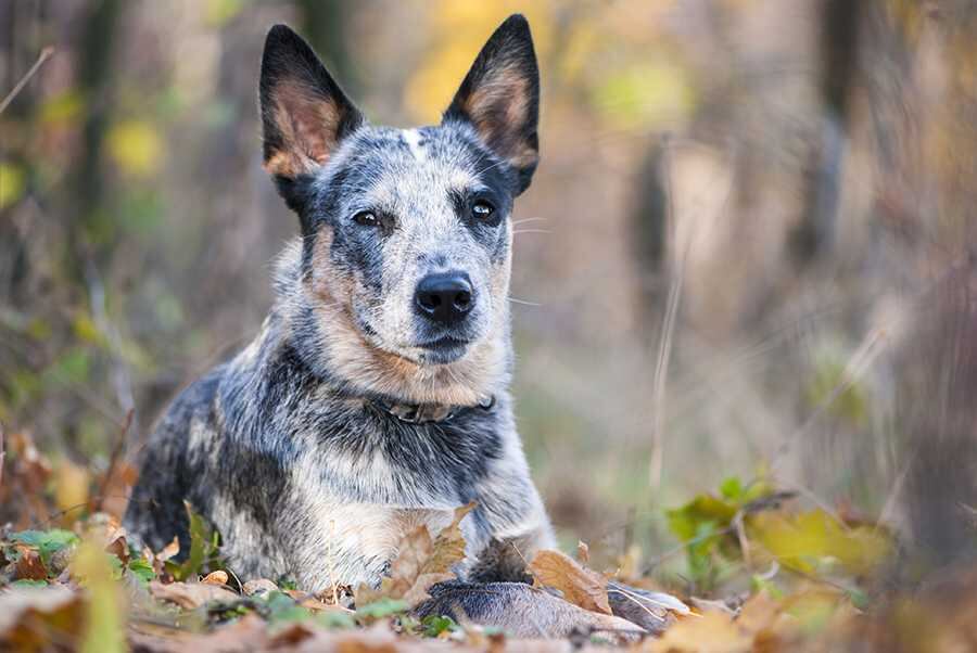 Australian Cattle Dog: este perro, conocido también como blue healer o red healer (dependiendo del color de su pelaje), fue diseñado para lidiar con ganado en las extensas haciendas ganaderas australianas. Esta característica lo hace un perro muy independiente que más que estar dispuesto a hacer amigos, está siempre listo para la labor diaria.