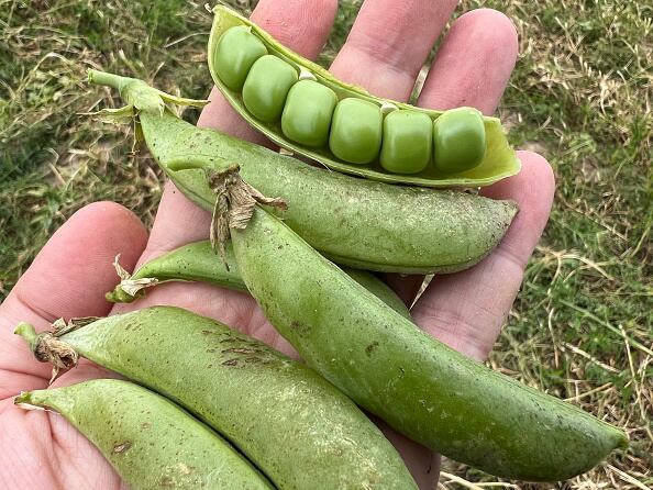 Los guisantes son fuente de múltiples nutrientes.