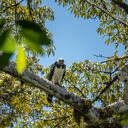 El Proyecto Grandes Rapaces Colombia busca generar acciones para promover la conservación y la investigación de seis especies de águilas y un buitre, especialmente del águila arpía.