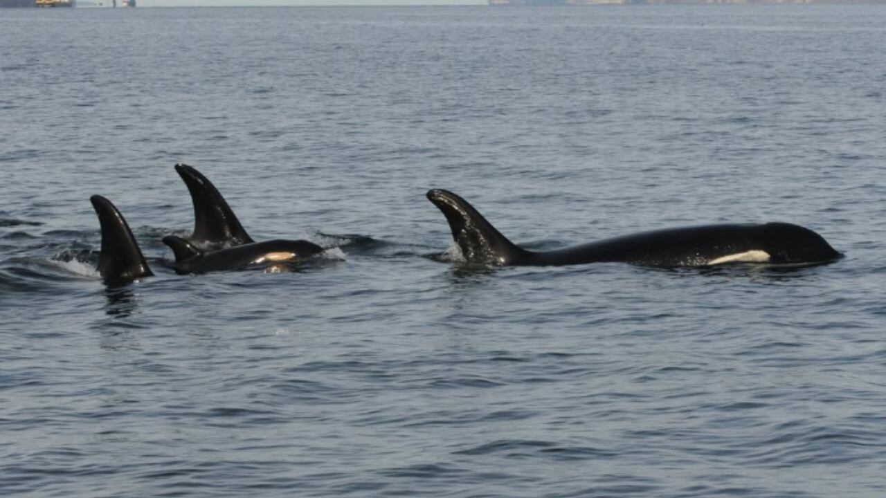 Entre las orcas, la que estaba cargando su cría muerta en el Pacífico.