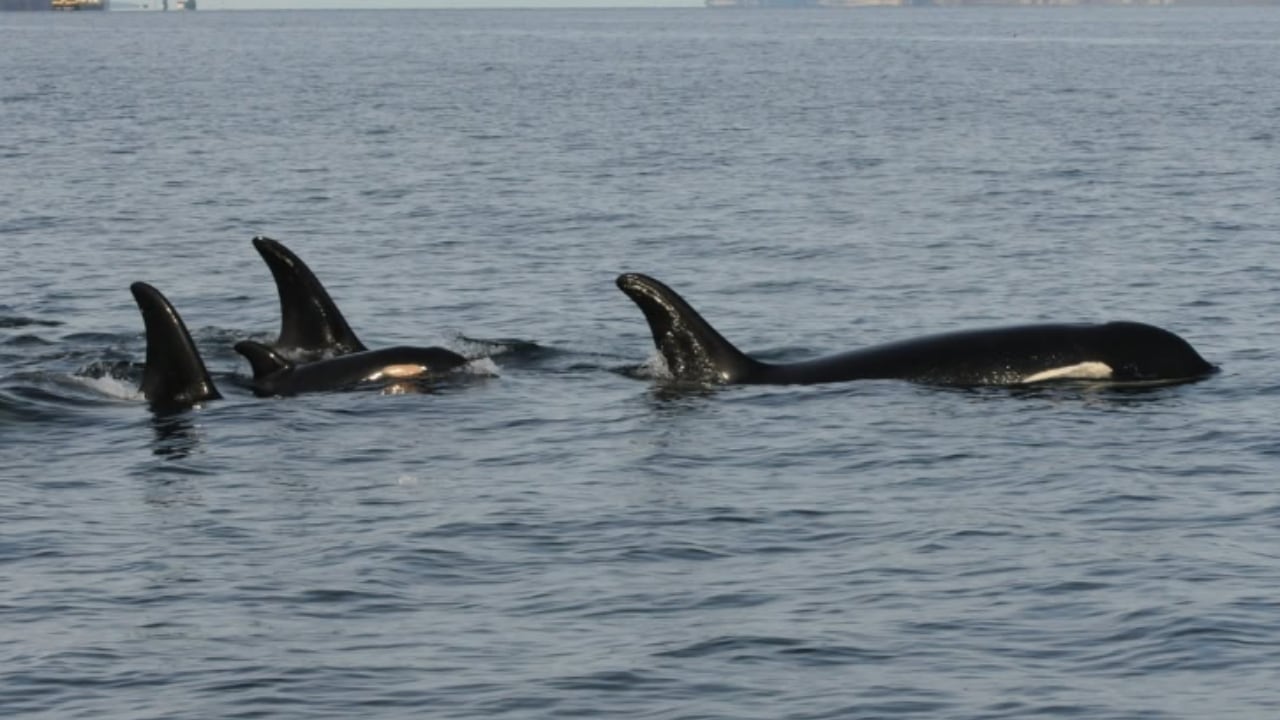 Entre las orcas, la J35 que estaba cargando a su cría muerta en el Pacífico.