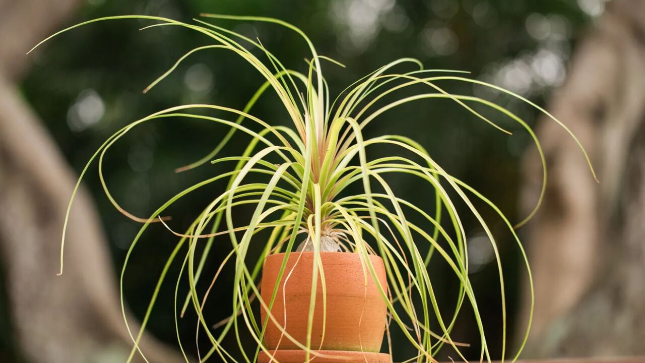 Pata de elefante para atraer la prosperidad a la casa