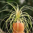 Pata de elefante para atraer la prosperidad a la casa