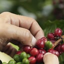 Este 1 de octubre de celebra el Día Internacional del Café. En Colombia, 500 mil familias viven de este producto.