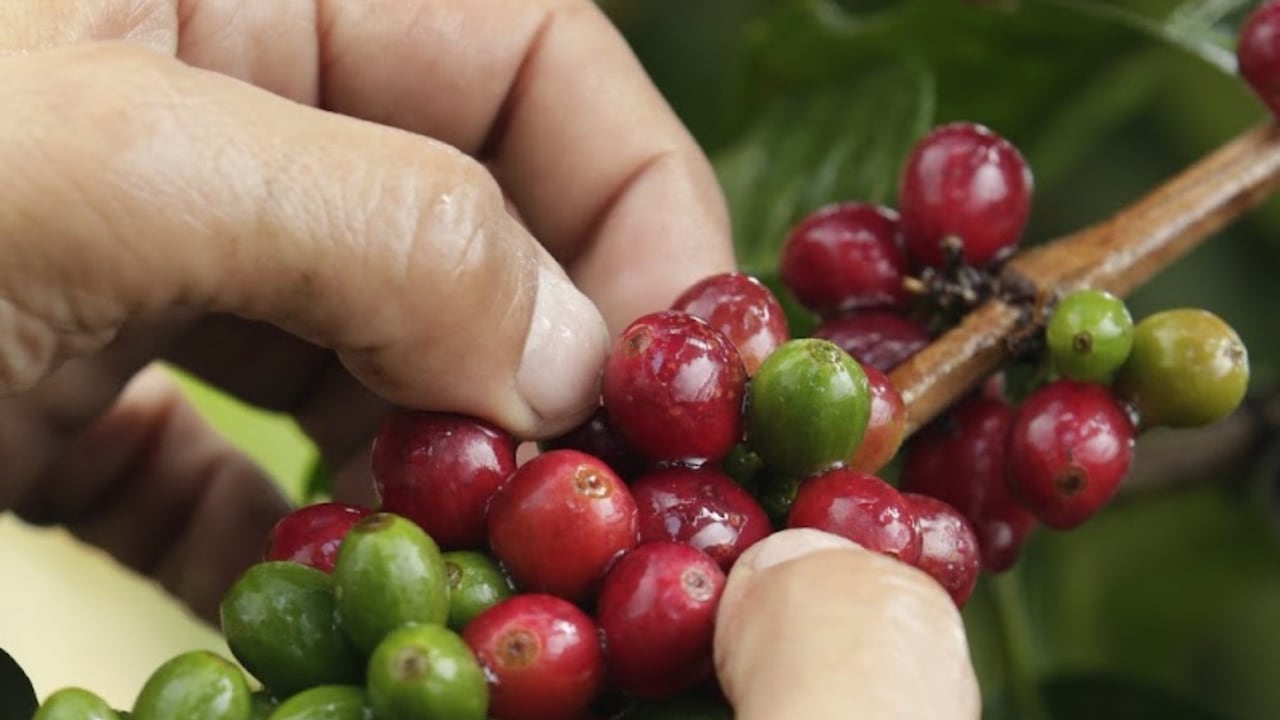 Día del Café se celebra el 1 de octubre.