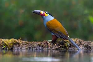 En las montañas andinas, rodeado de otras especies como el gatillo de roca, el curillo verde, el venado soche o el ojo de anteojos, es el ave más atractiva del bosque nariñense.