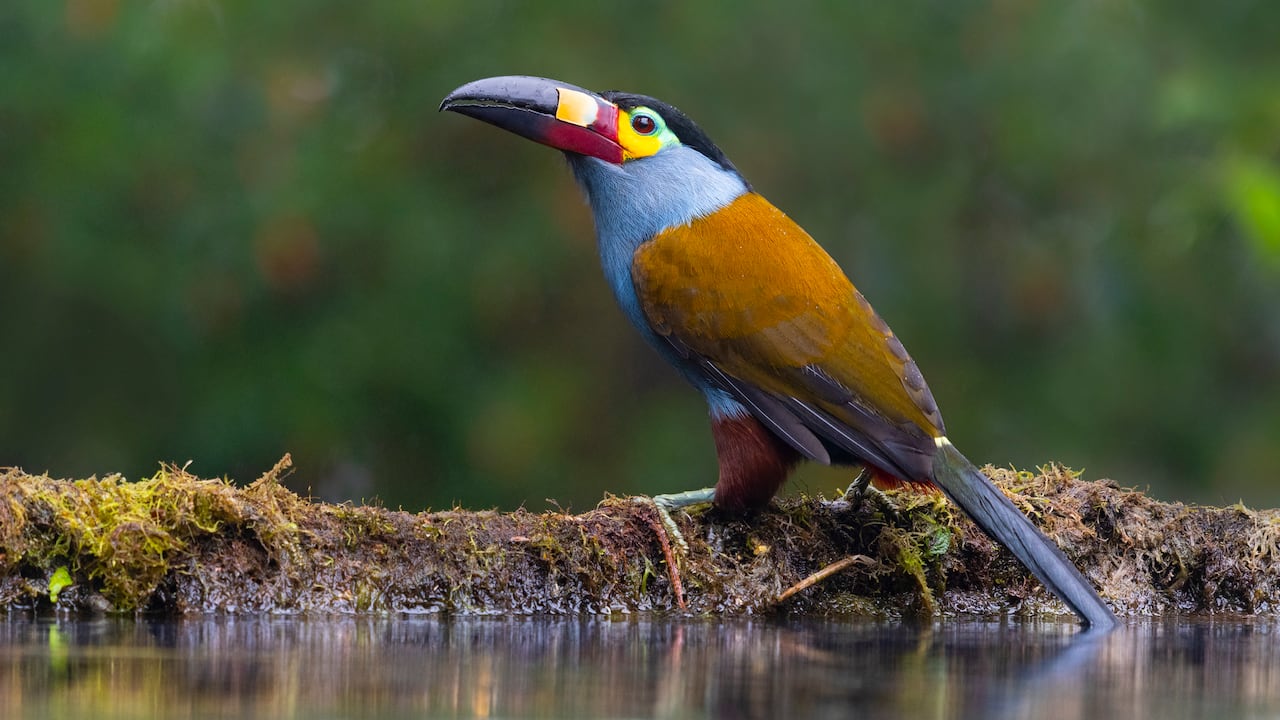 En las montañas andinas, rodeado de otras especies como el gatillo de roca, el curillo verde, el venado soche o el ojo de anteojos, es el ave más atractiva del bosque nariñense.
