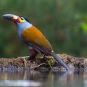 En las montañas andinas, rodeado de otras especies como el gatillo de roca, el curillo verde, el venado soche o el ojo de anteojos, es el ave más atractiva del bosque nariñense.