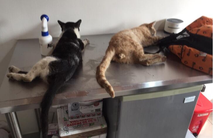 Piden a las autoridades investigar este caso.