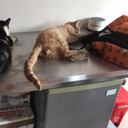 Piden a las autoridades investigar este caso.