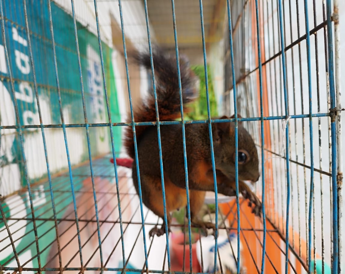 Una de las viviendas de la zona albergaba de forma clandestina cuatro loros y una ardilla de cola roja