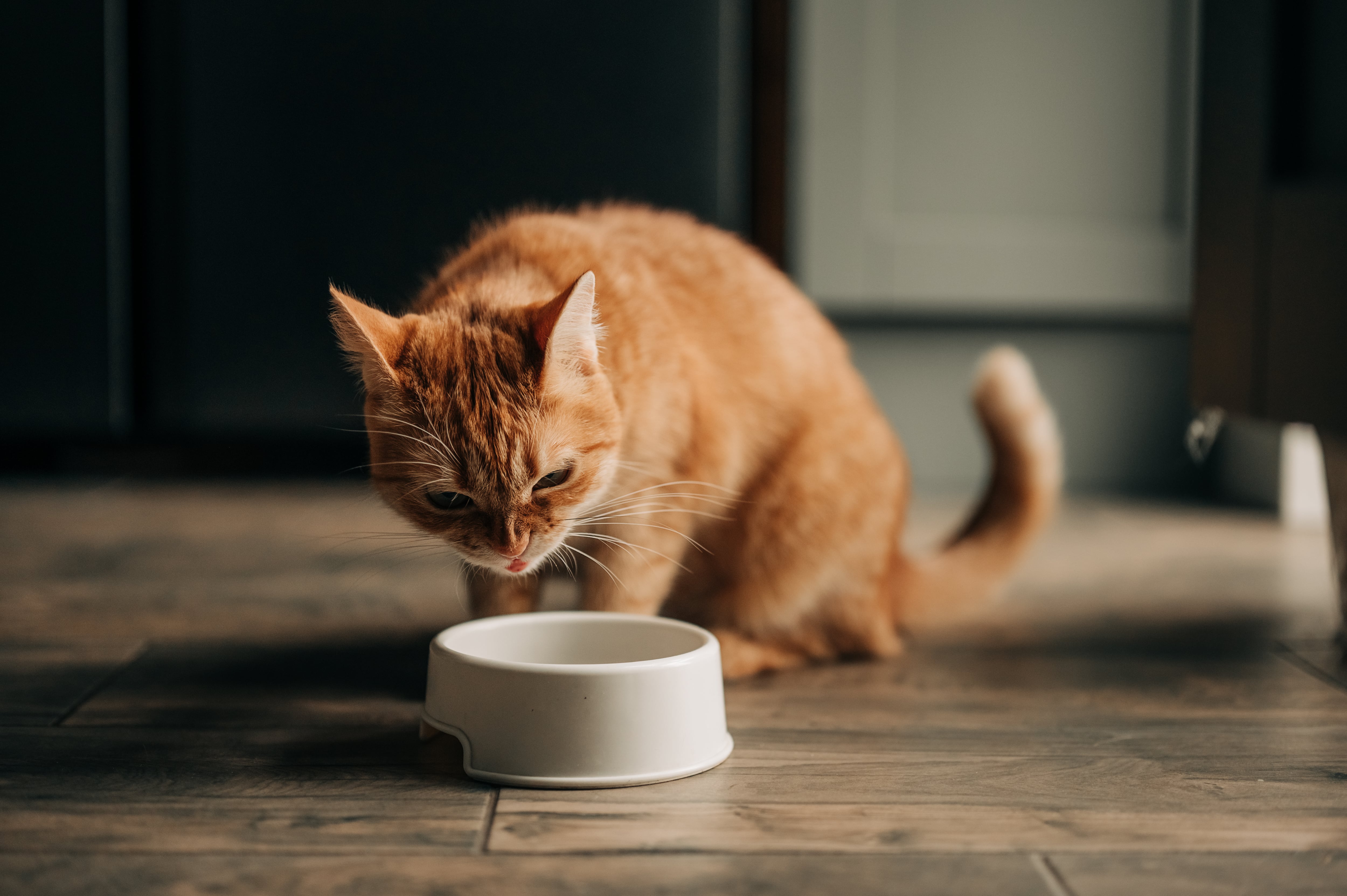 Gatos