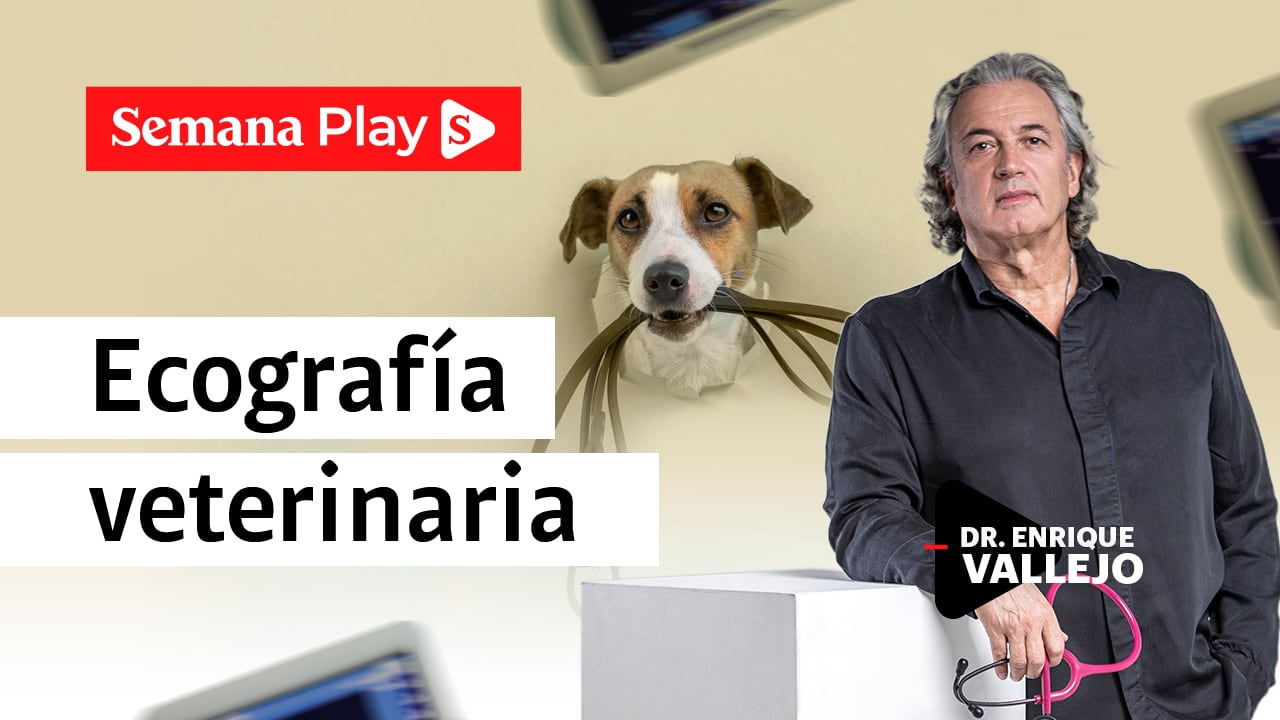 Ecografía veterinaria | Enrique Vallejo en Salud Animal